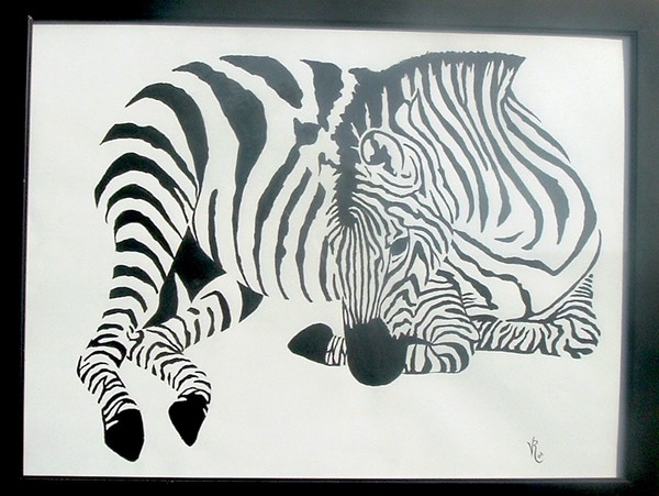 Zebra