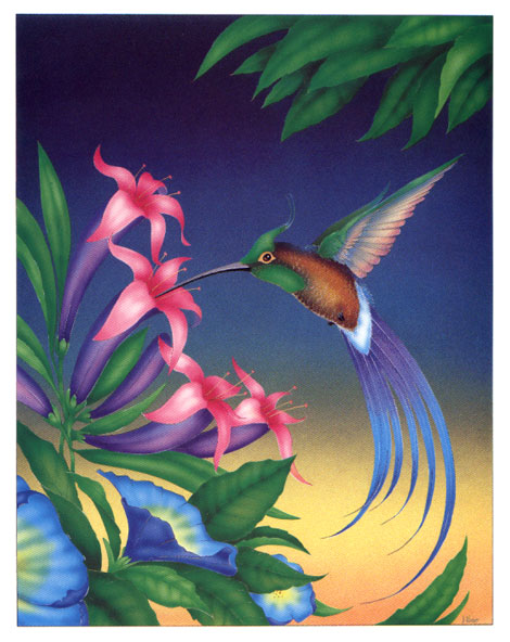 Humming Bird
