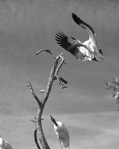 American Woodstork in Flight