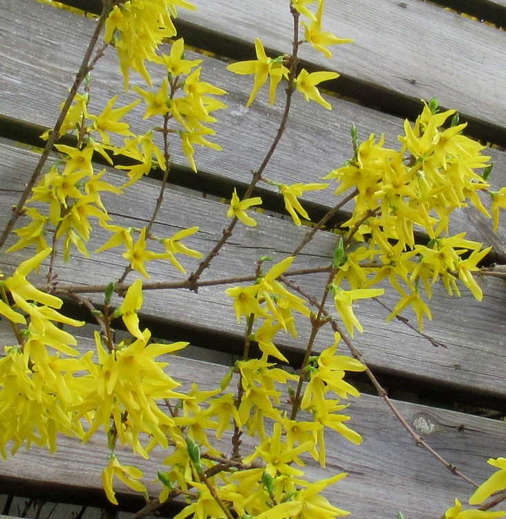 FORSYTHIA TRYING TO ESCAPE