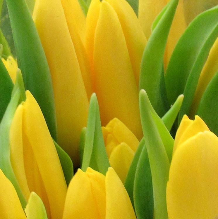 YELLOW TULIPS