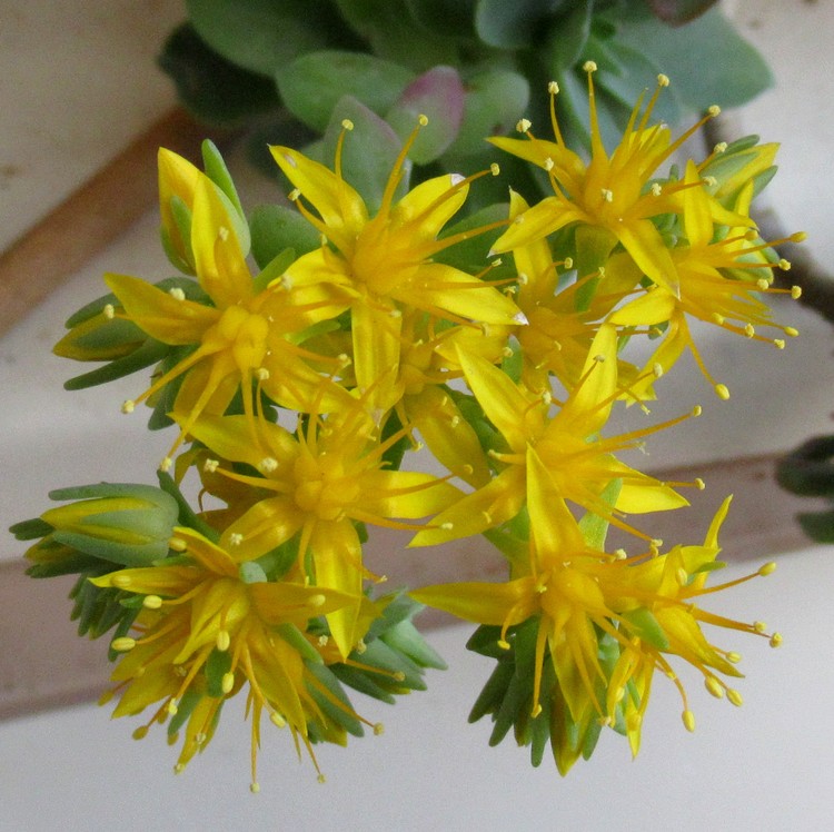 SUCCULENT IN BLOSSOM