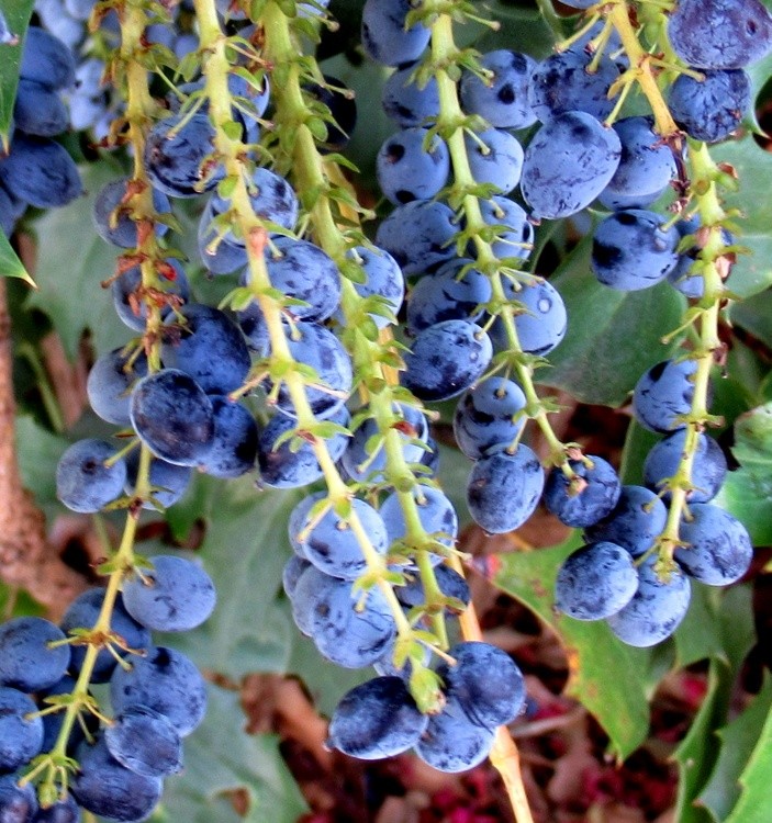 MAHONIA