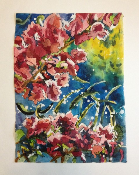 Honolulu Bougainvillea