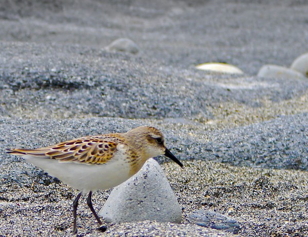 Sandpiper