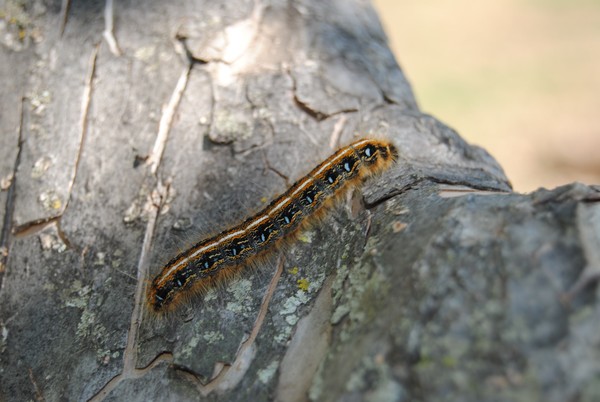 Caterpiller