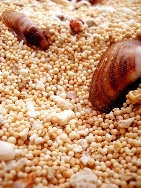 The Sand of Gotri Beach