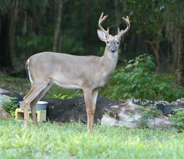 Buck