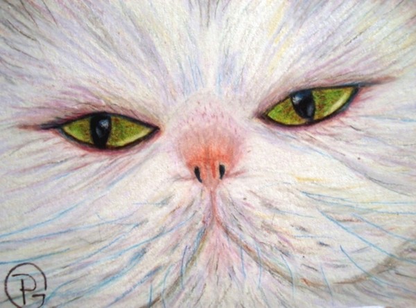 White Persian ACEO