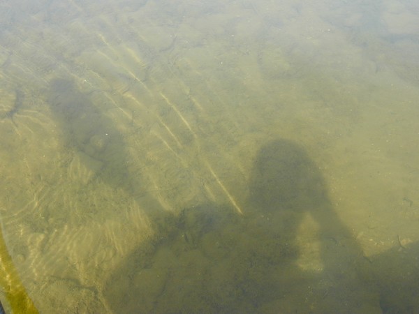 Paddles Cut the Water