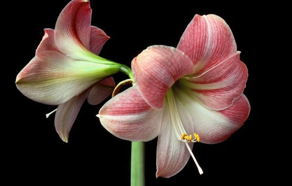 amaryllis