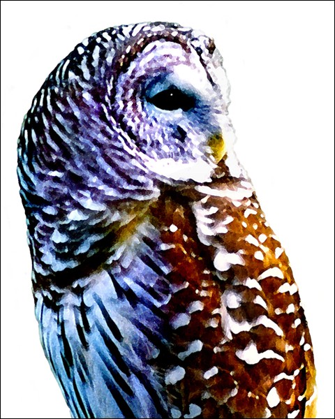 Barred Owl