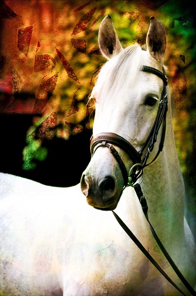 AWHorse