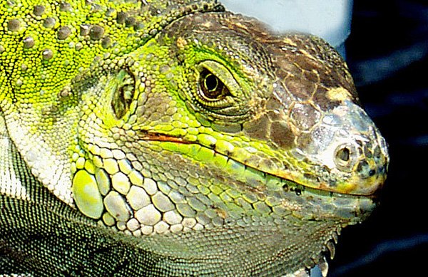 Iguana