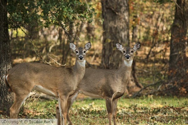 Deer