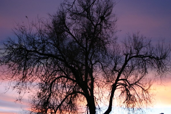 Hugging Tree