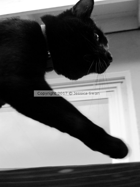 Cat Walk