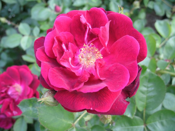 another summer flower