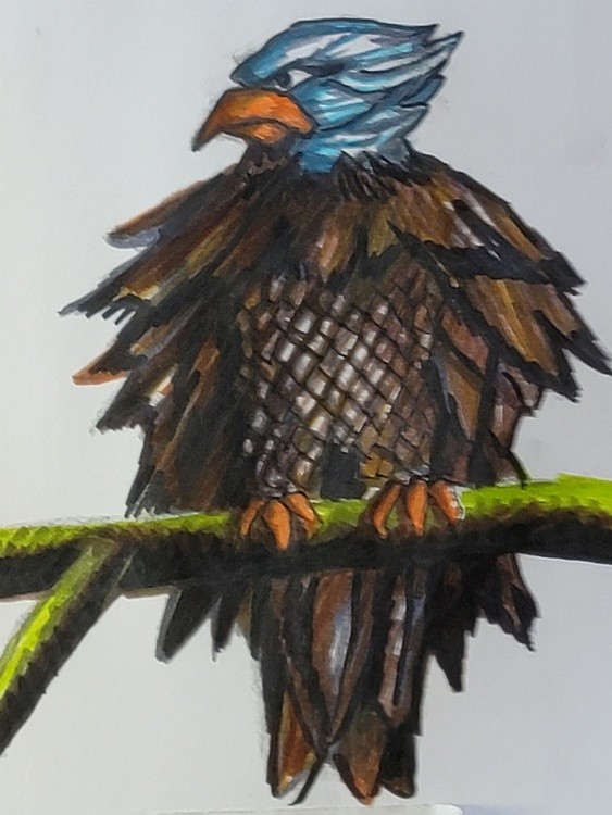 Bald Eagle