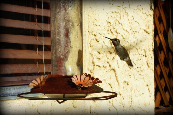 Hummingbird 2