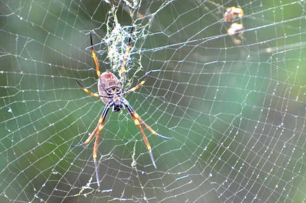 Under side of Golden Orb Weaving Spider
