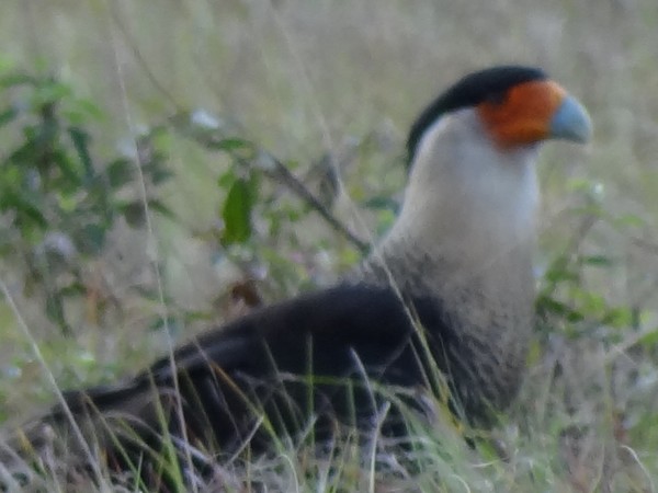 Befriending the Vultures. Crested Caracara Photo