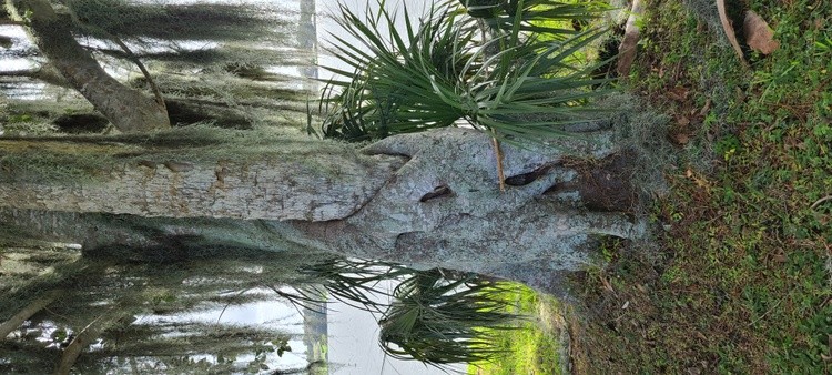 AWW NATURE