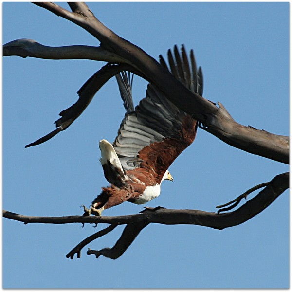 Fish Eagle