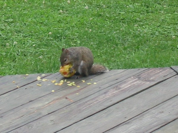 hungry squirrel