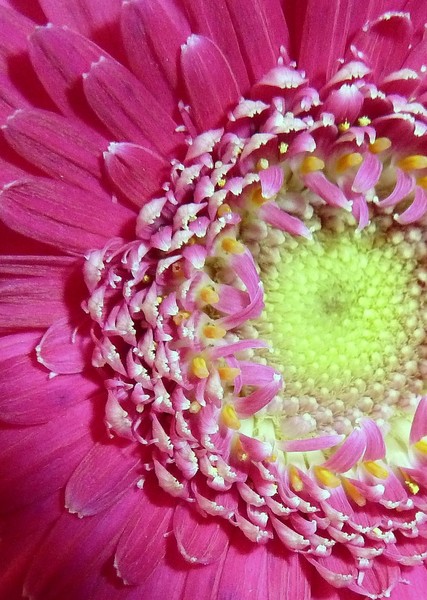 Pink Gerber Daisy