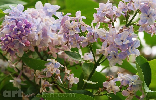 LILAC`S IN BLOOM
