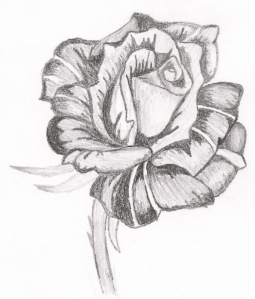 Single Rose
