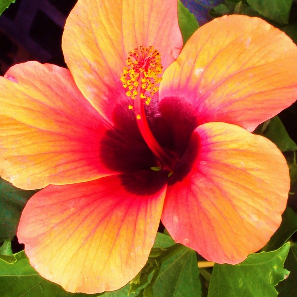 Hibiscus- red orange
