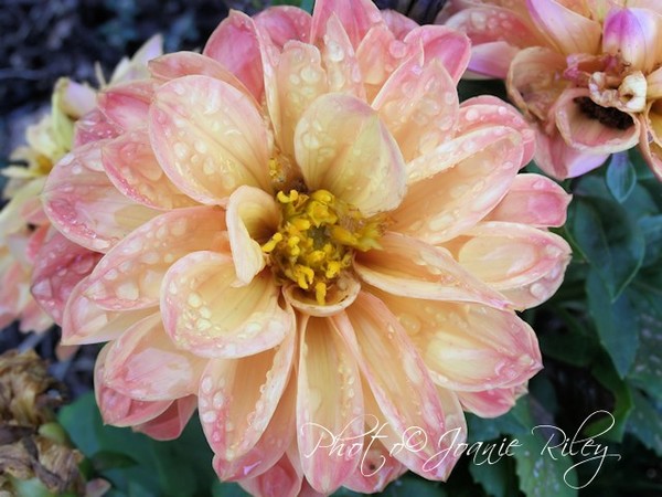 morning dew