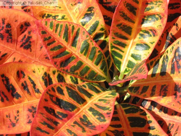 Codiaeum variegatum