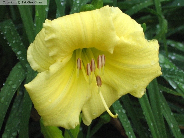 Tawny Daylily (Hemerocallis fulva) 03-12-2006