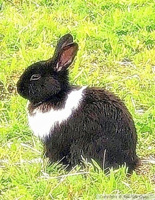 A Black-&-White Wild Rabbit