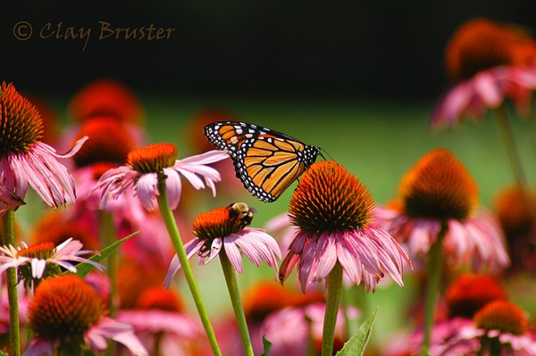 The Butterfly and the Bee