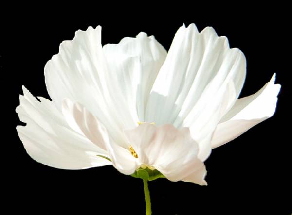 A flower for you