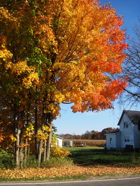 Peek at a house in the country