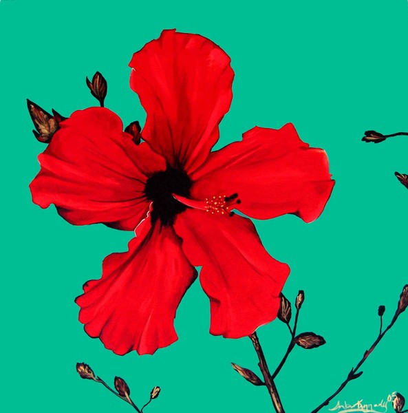 Hibiscus In Full Glory