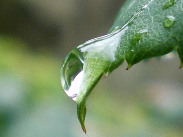 rain drops