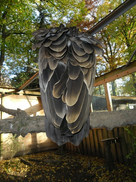 Owls and birds of prey 15
