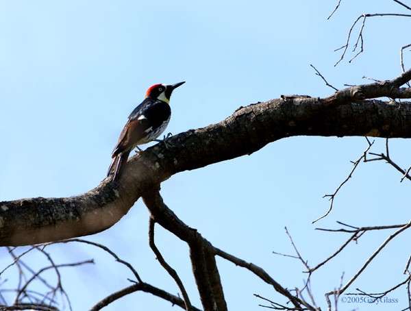 Acorn Woodpecker