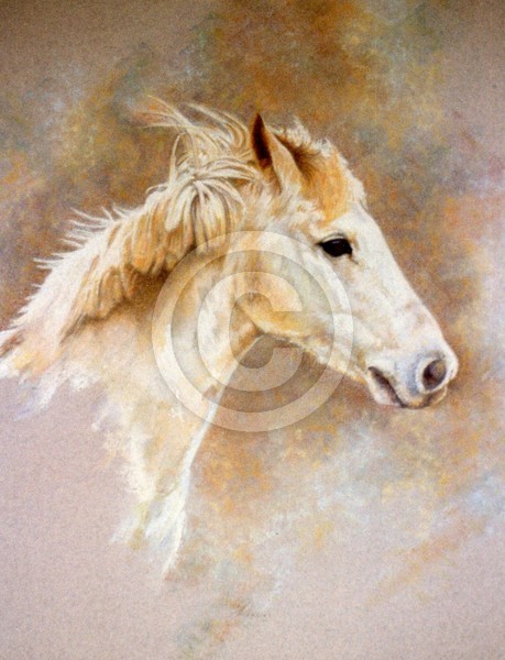 Pony