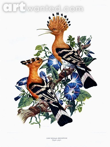 amu.hoopoe