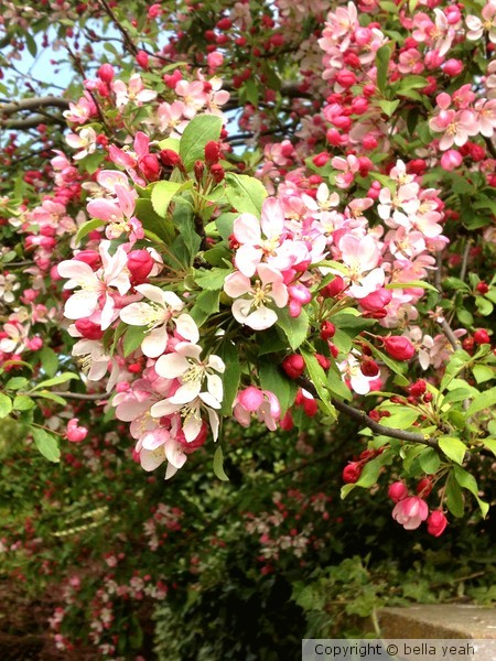 cheery cherry blossom
