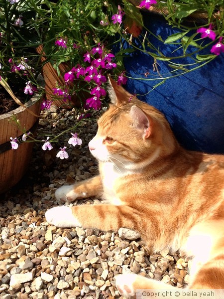 orion amongst the pots