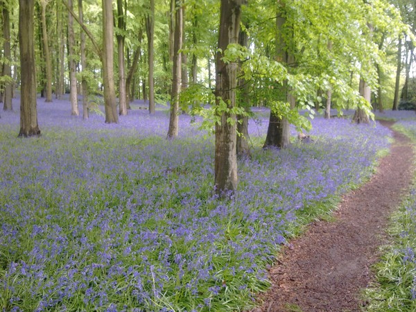 Bluebell Wood