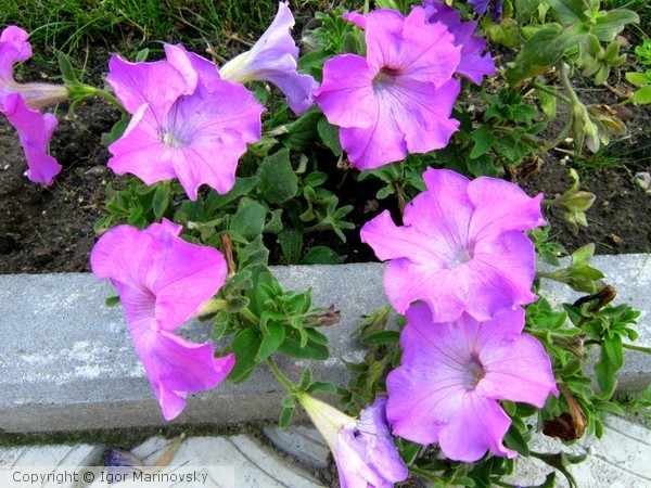 Flowers